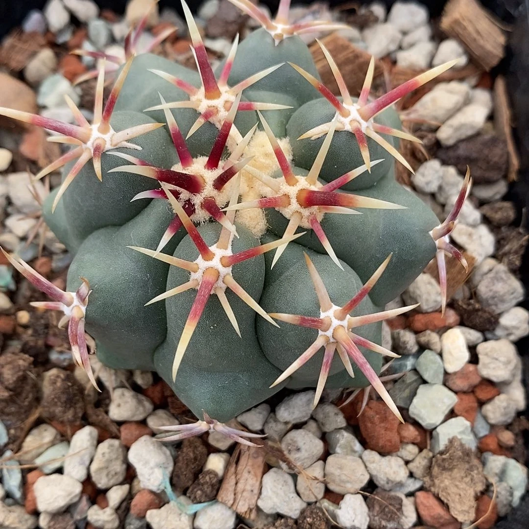 实生  大红鹰6.5公分左右一物一拍