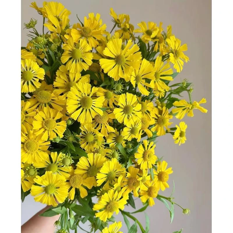 油画小菊云南鲜花基地现采现发生命力强好养好开