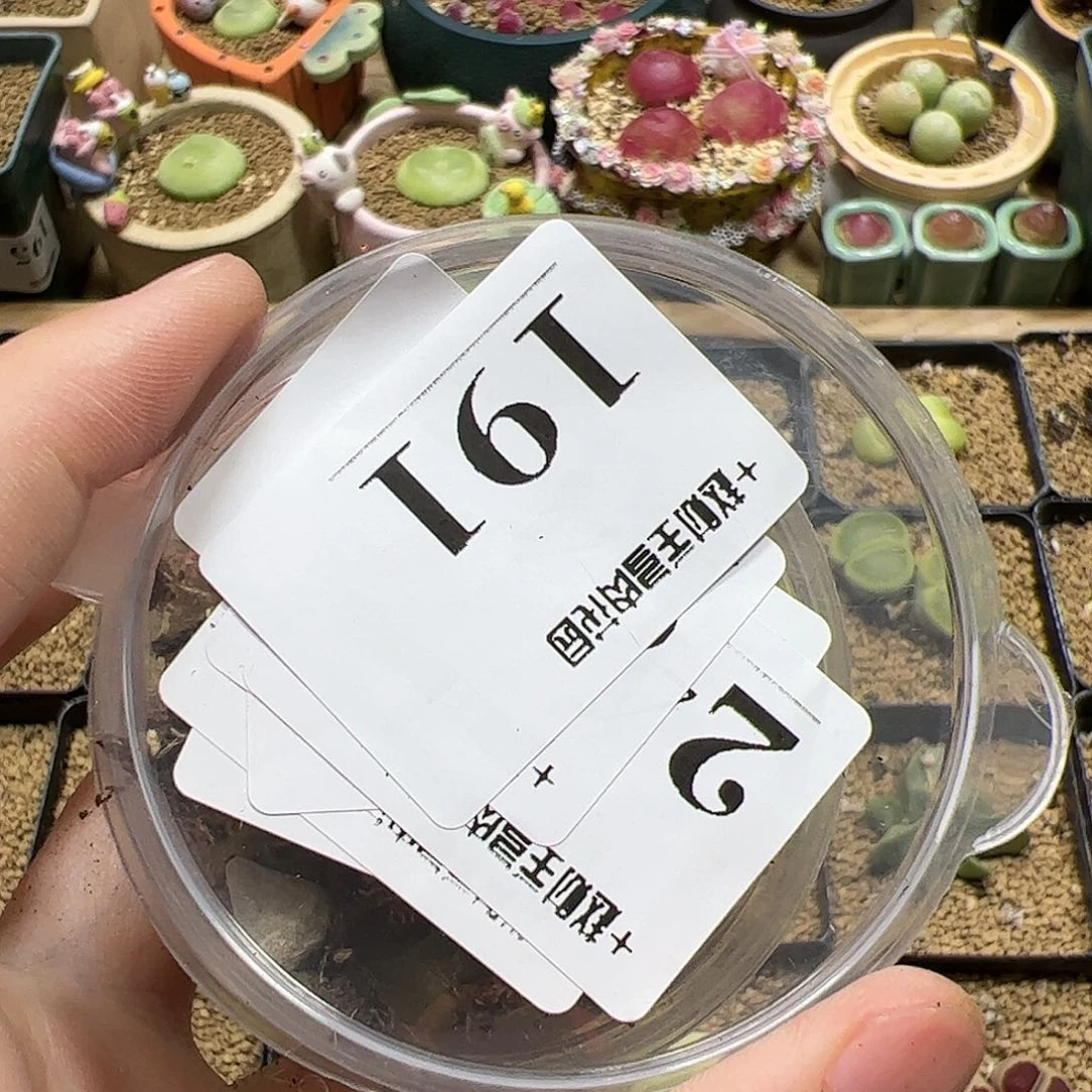 【闪购商品】191 清盒