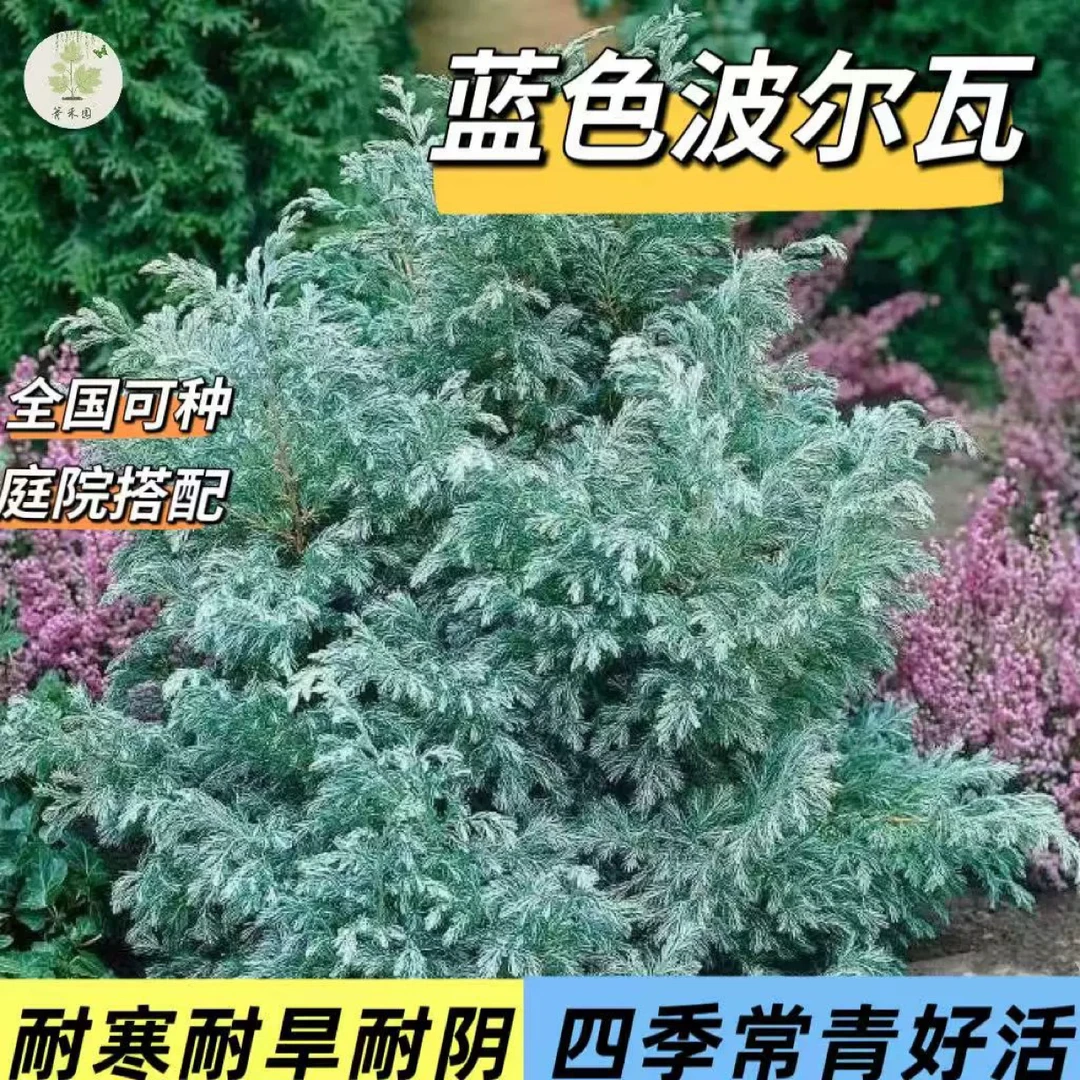 蓝色瓦花柏耐寒好养活适合庭院阳台的观叶植物
