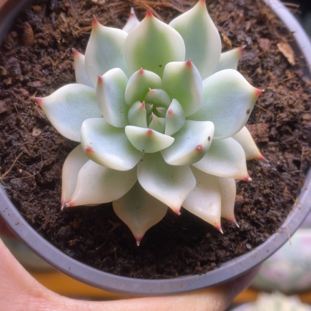 123锦锦锦锦锦锦锦锦锦锦
