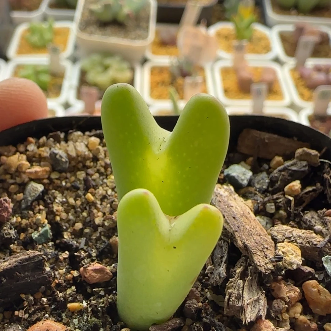 【闪购商品】1272福利当天28包邮非偏远