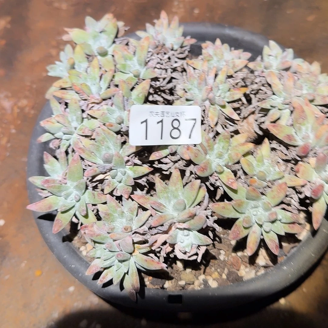 白姆仙女杯多肉福利瑕疵