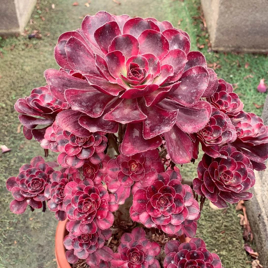 丽娜锦，多肉植物的