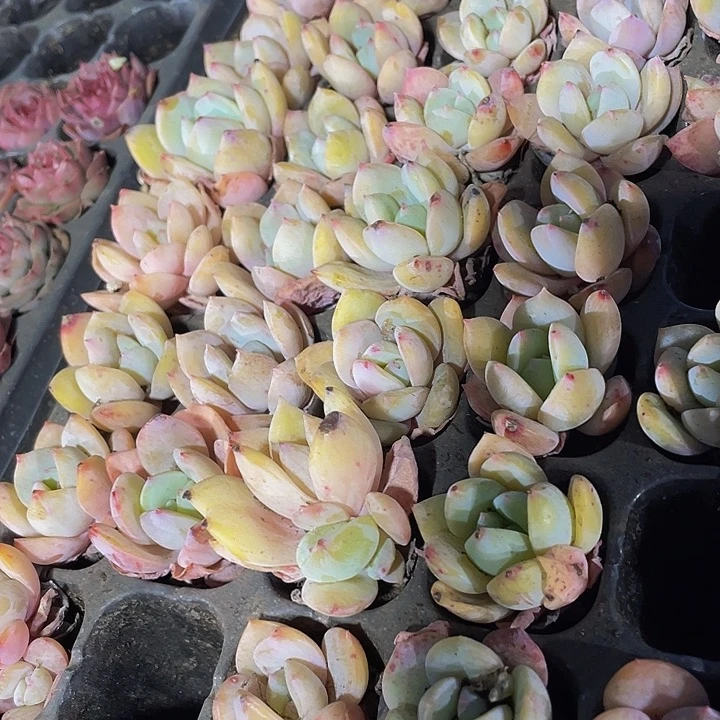 小风城1元带土发