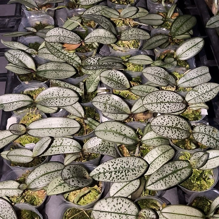 完全开放银叶实生拍一发二