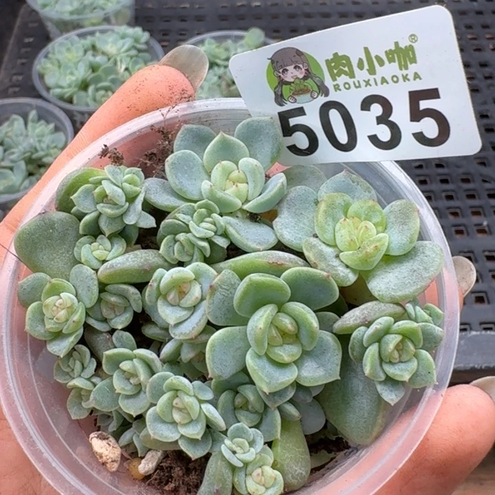 多肉植物多肉植物
