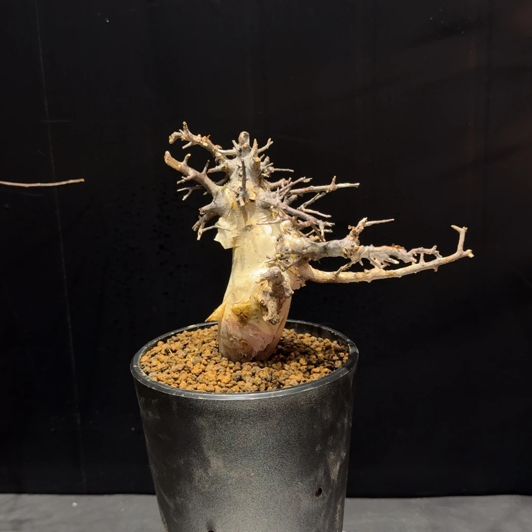 马萨比特寄养包货