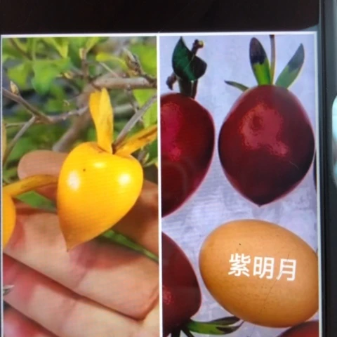 无花朵扦插金童加紫明月