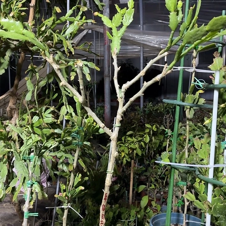 幸***子无花朵幸福日子花友大火分支嫁接寄养