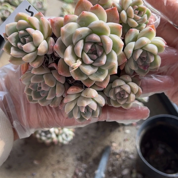 木**了18-45韩佳人小鹿