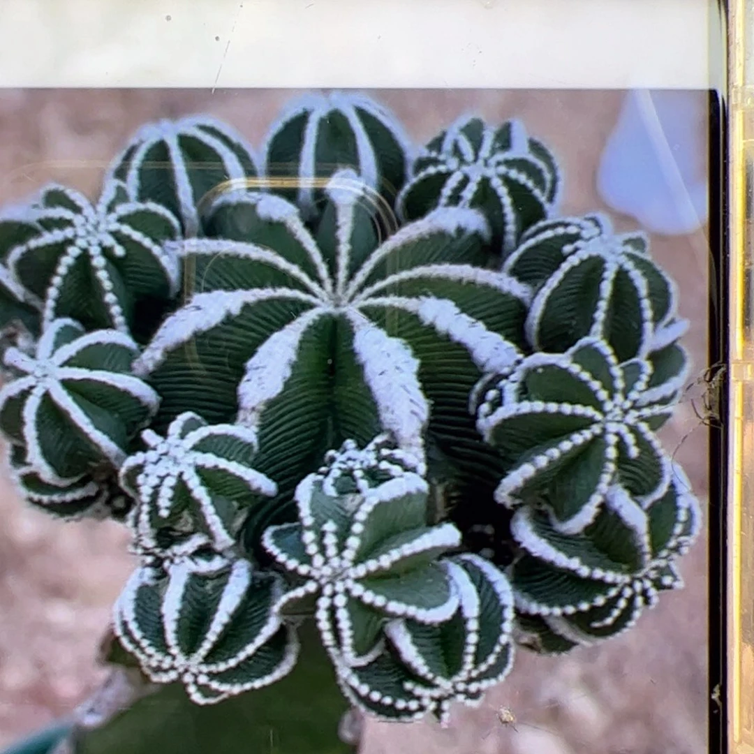 伊**想包出根。