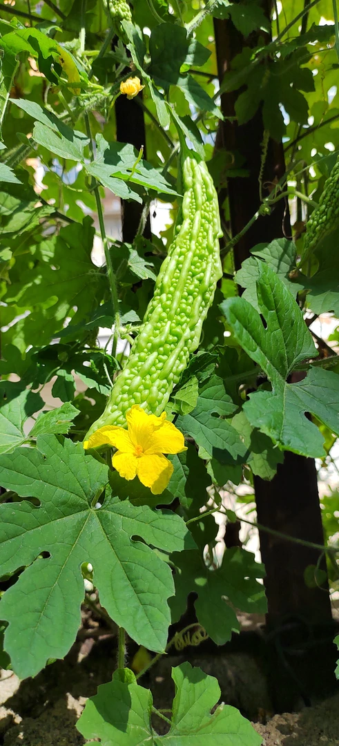 【农家苦瓜】湖南农家本地新鲜绿色蔬菜现摘现发白苦瓜