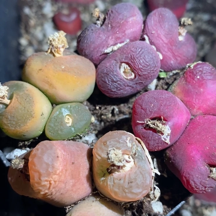 27217有伤一组一组