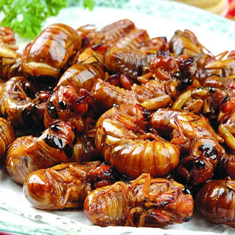 2025年优质新鲜大金蝉顺丰包邮速冻冷链发货金蝉知了猴批发零售