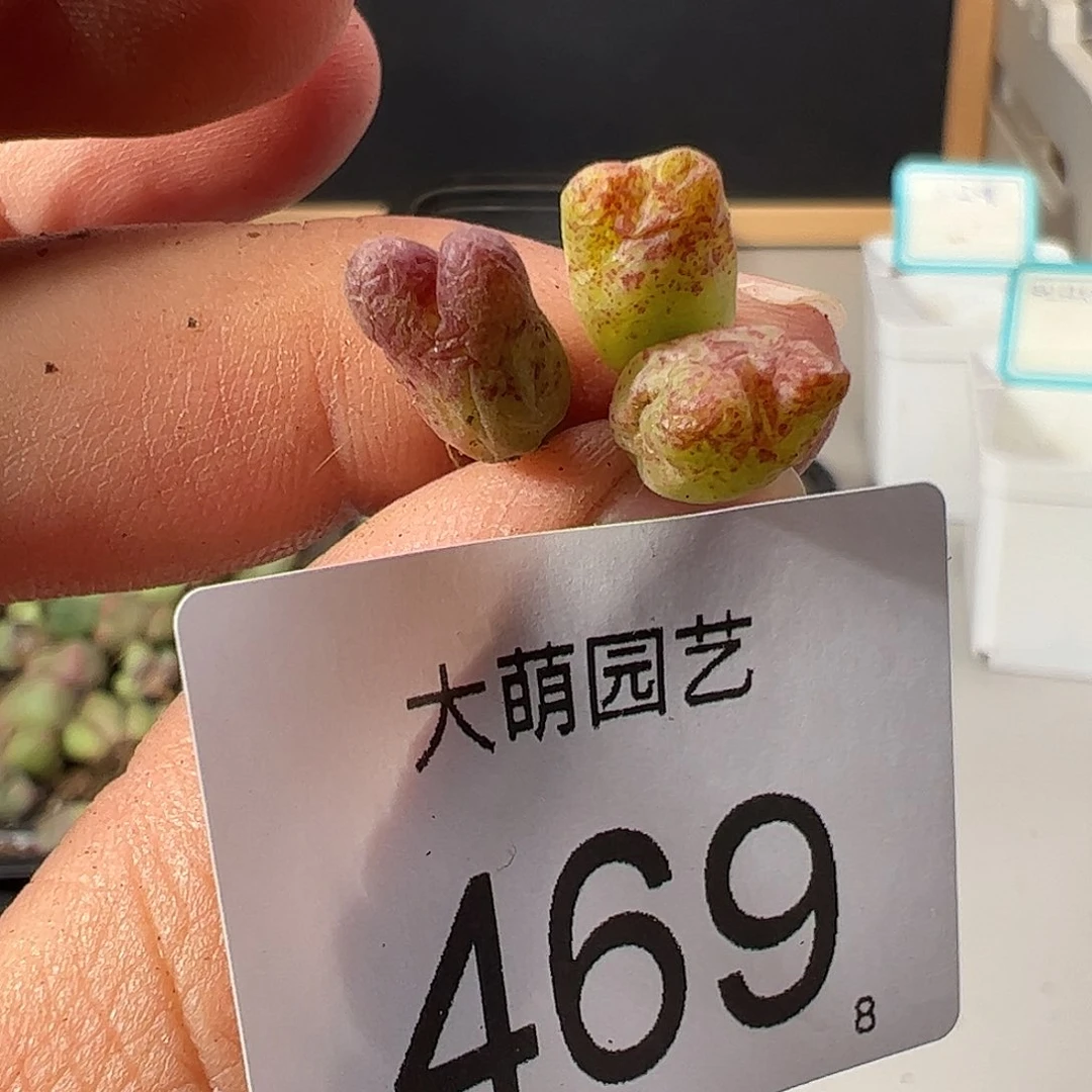 0000469 一物一拍……