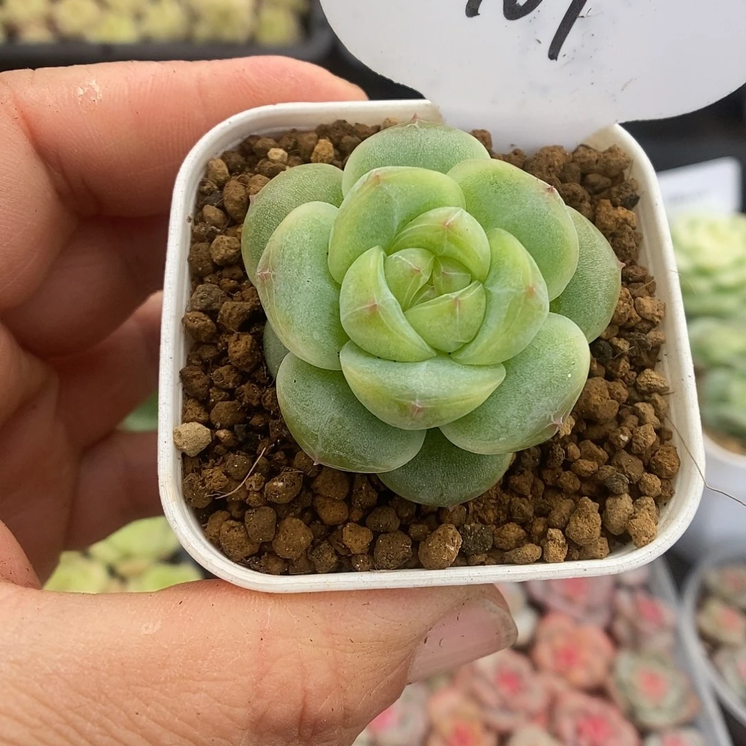 一物一拍一物一拍925-101