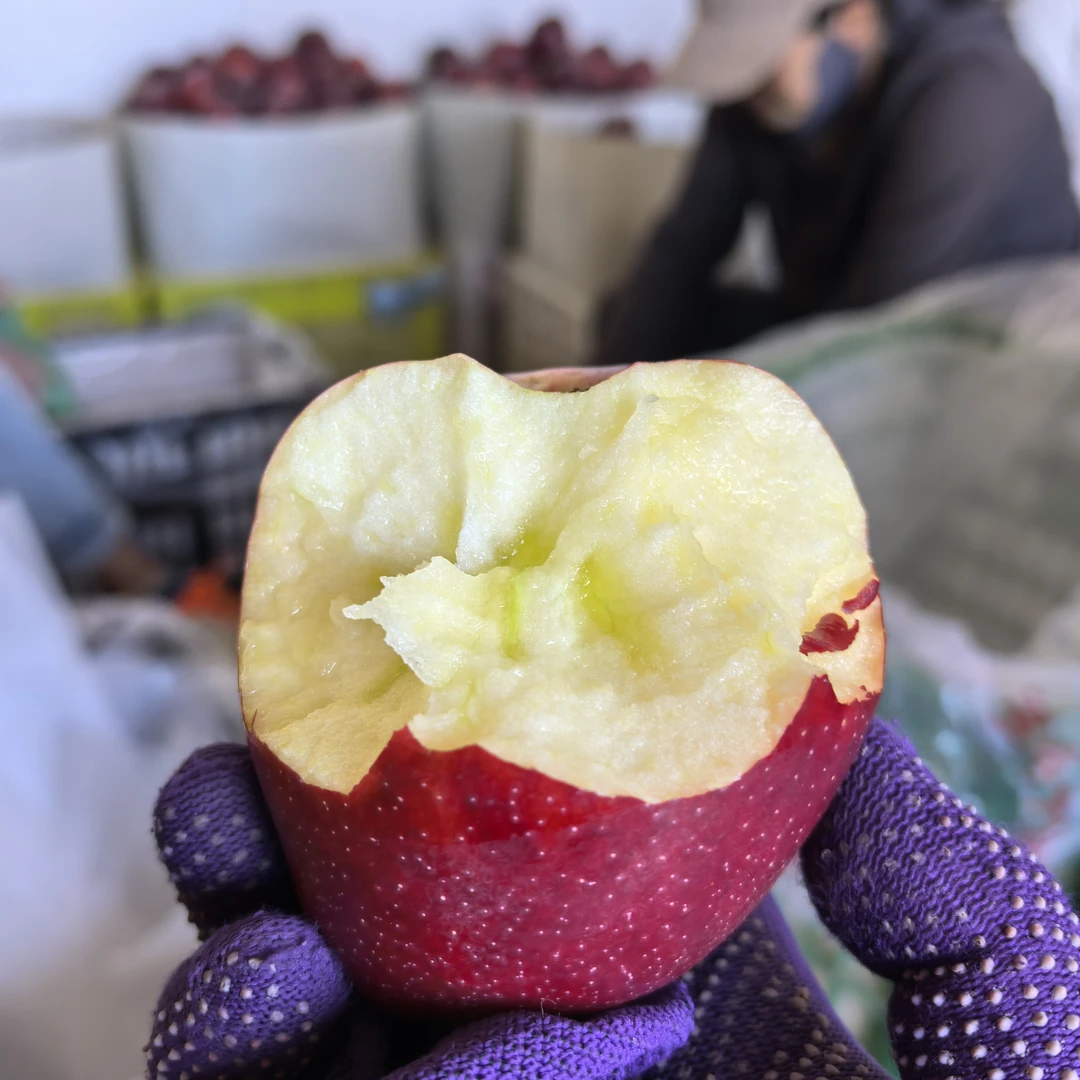 甘肃老品种红星一果俩吃先脆后粉清甜老人孩子孕妇皆5/9斤装