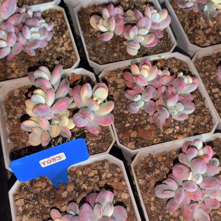 t053乒乓锦中群脱土