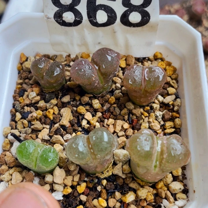 868帕法德带盆母本