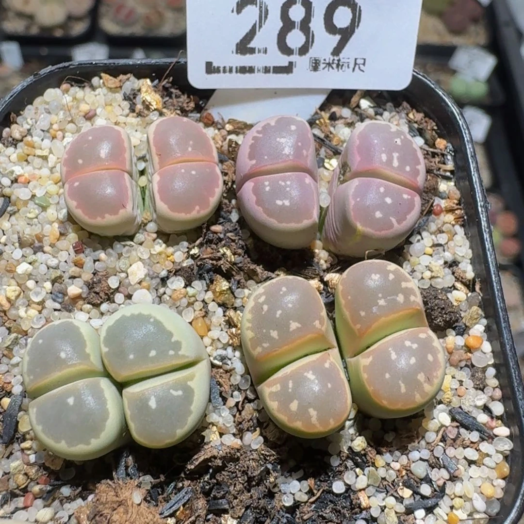 zzzz生石花肉锥280