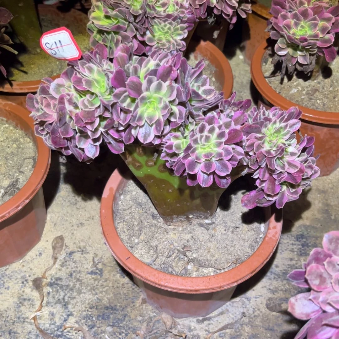 811多肉植物美杜莎缀化