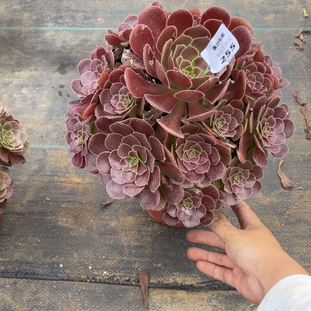 255荷兰法师多肉断枝不包