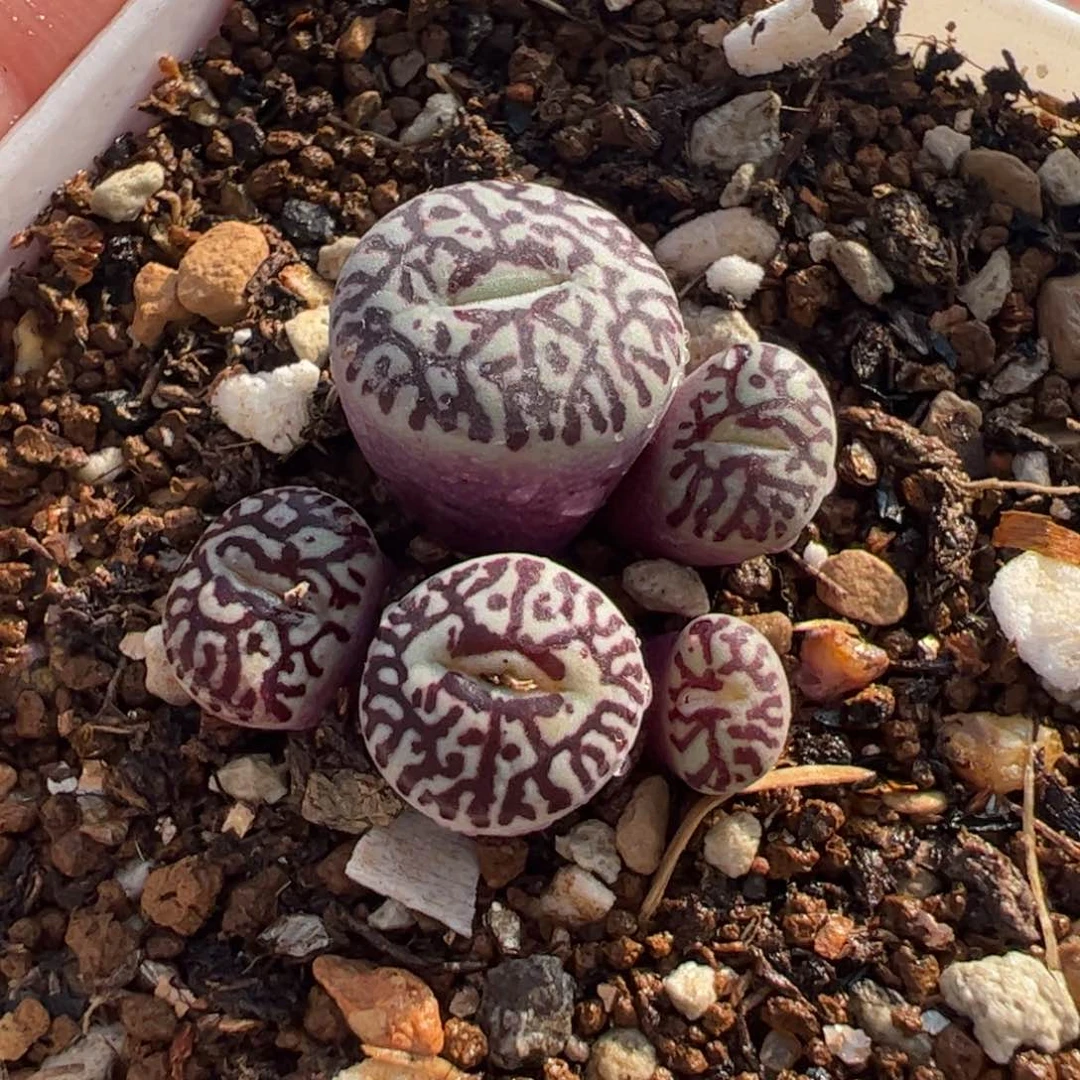 441多肉植物百科