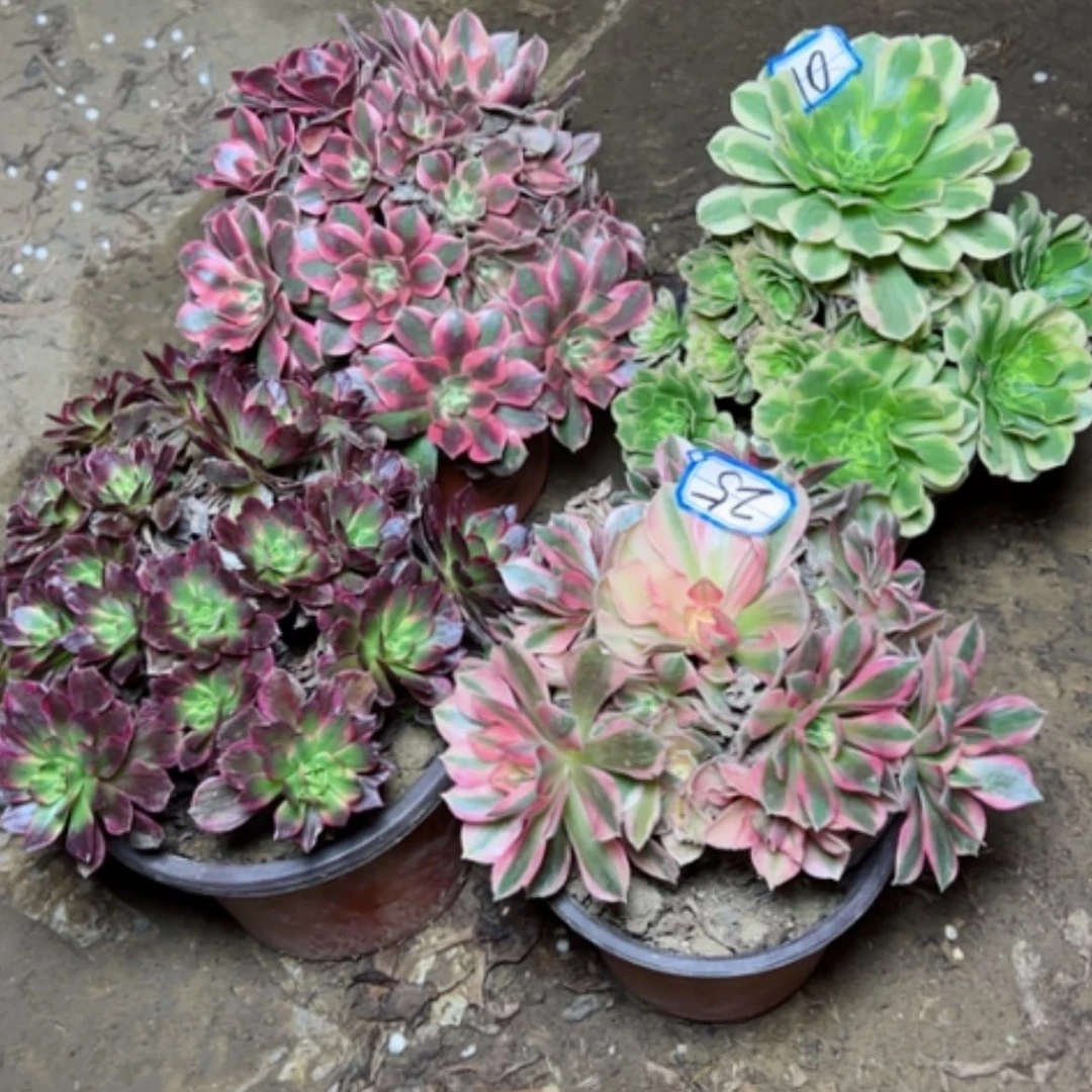 【闪购商品】断枝不包25