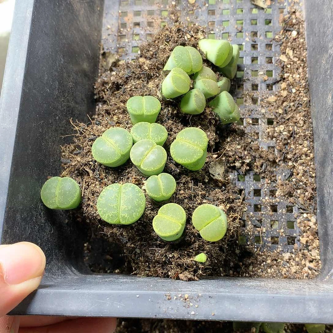 玖*M97多肉植物保护