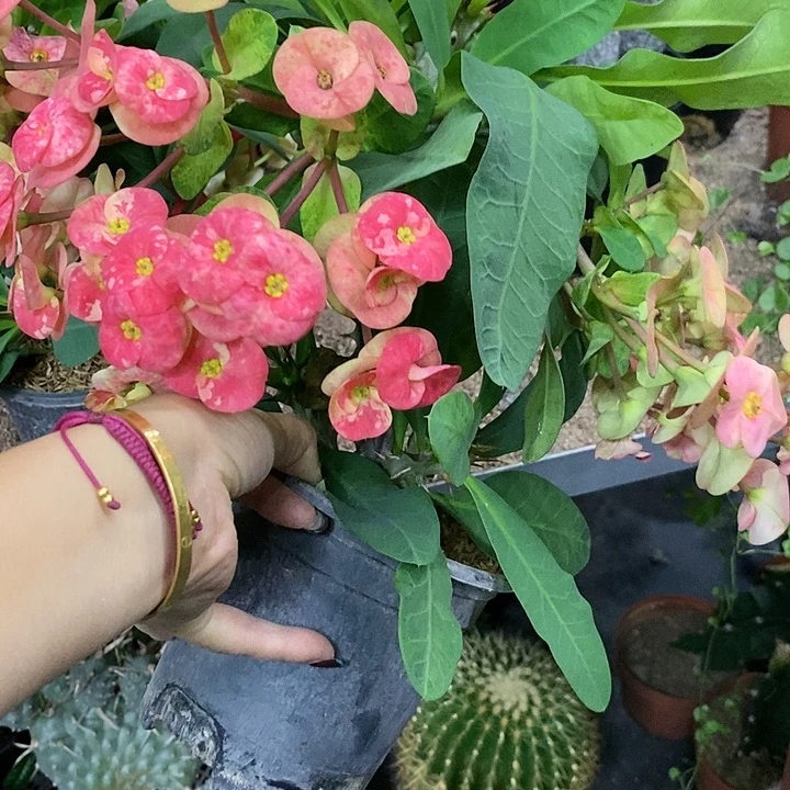 A***窝花花草草花花草草