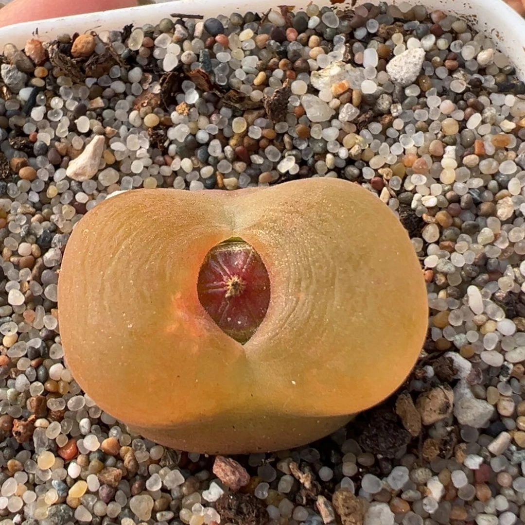 98多肉植物百科植物