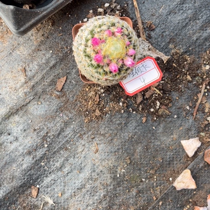 一***求球球，，，，，，，，，，。。