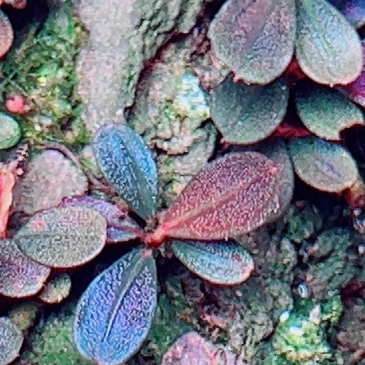 福利7号福利价植物一头（2头）