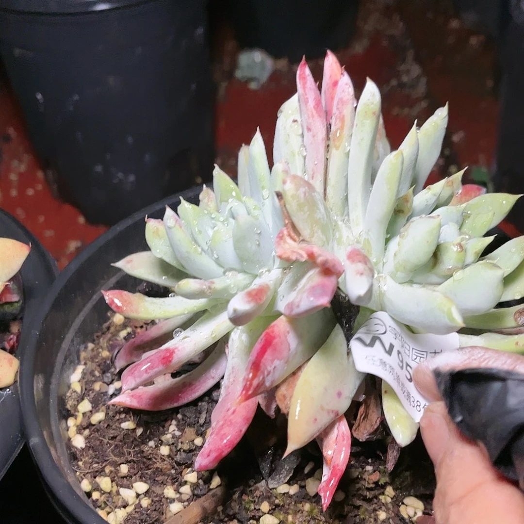 9583帕翠啥仙女杯多肉