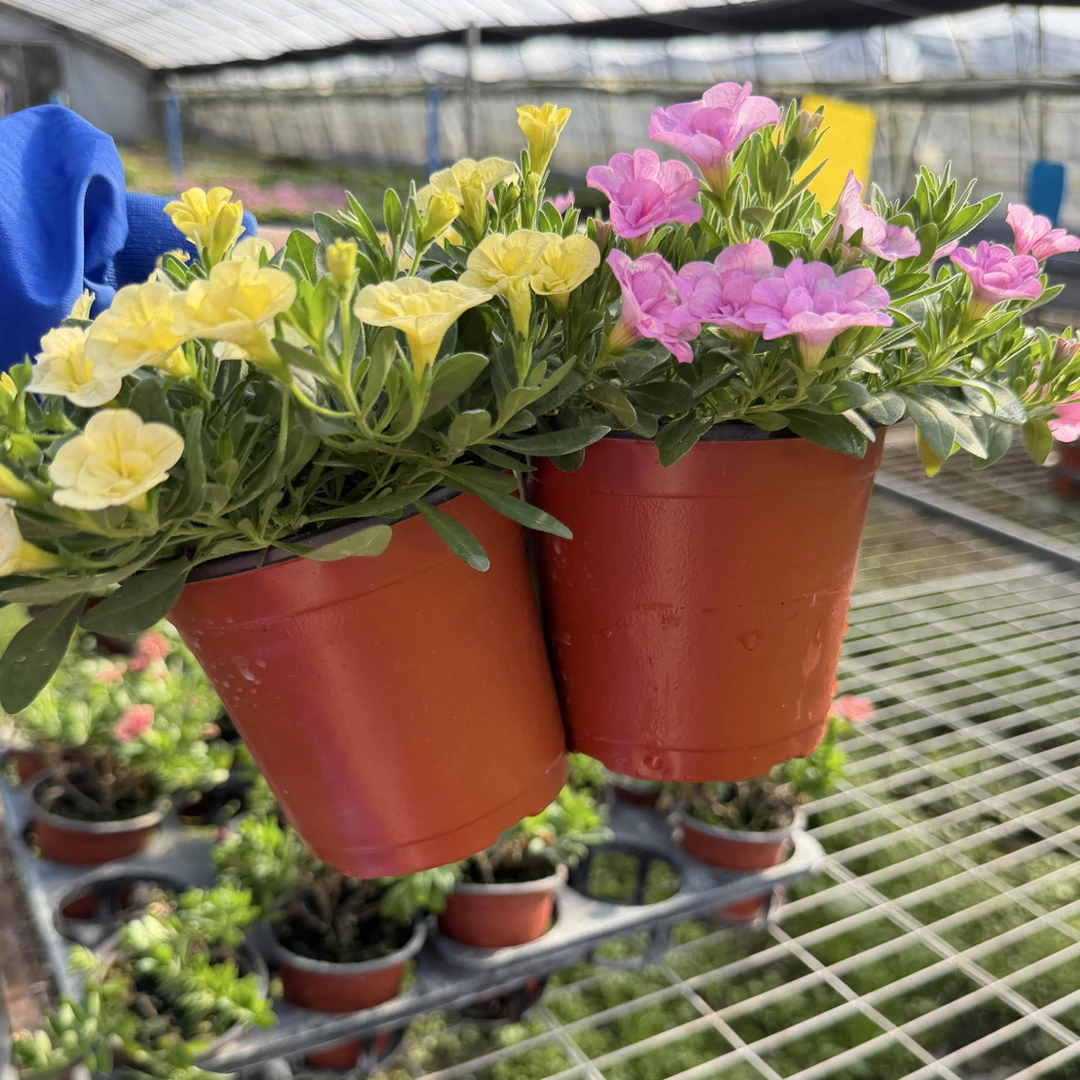 12厘米盆百万小铃香蕉黄浅粉重瓣2盆组合