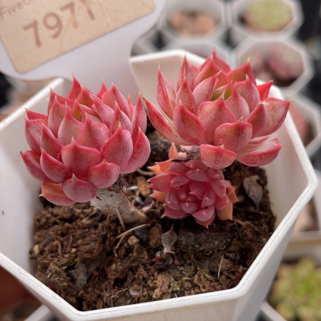 不知名7971-5.0厘米