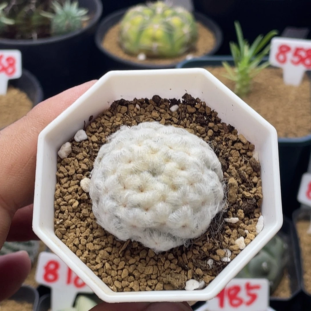 降落伞白星 脱土送盆土