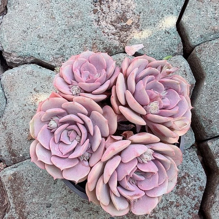 粉蝶多肉植物精品