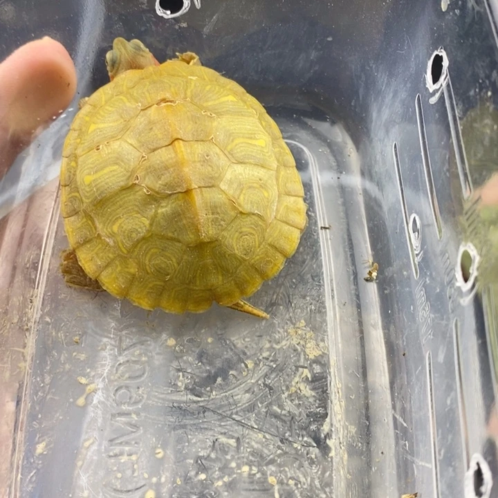 巴西彩龟母6666666