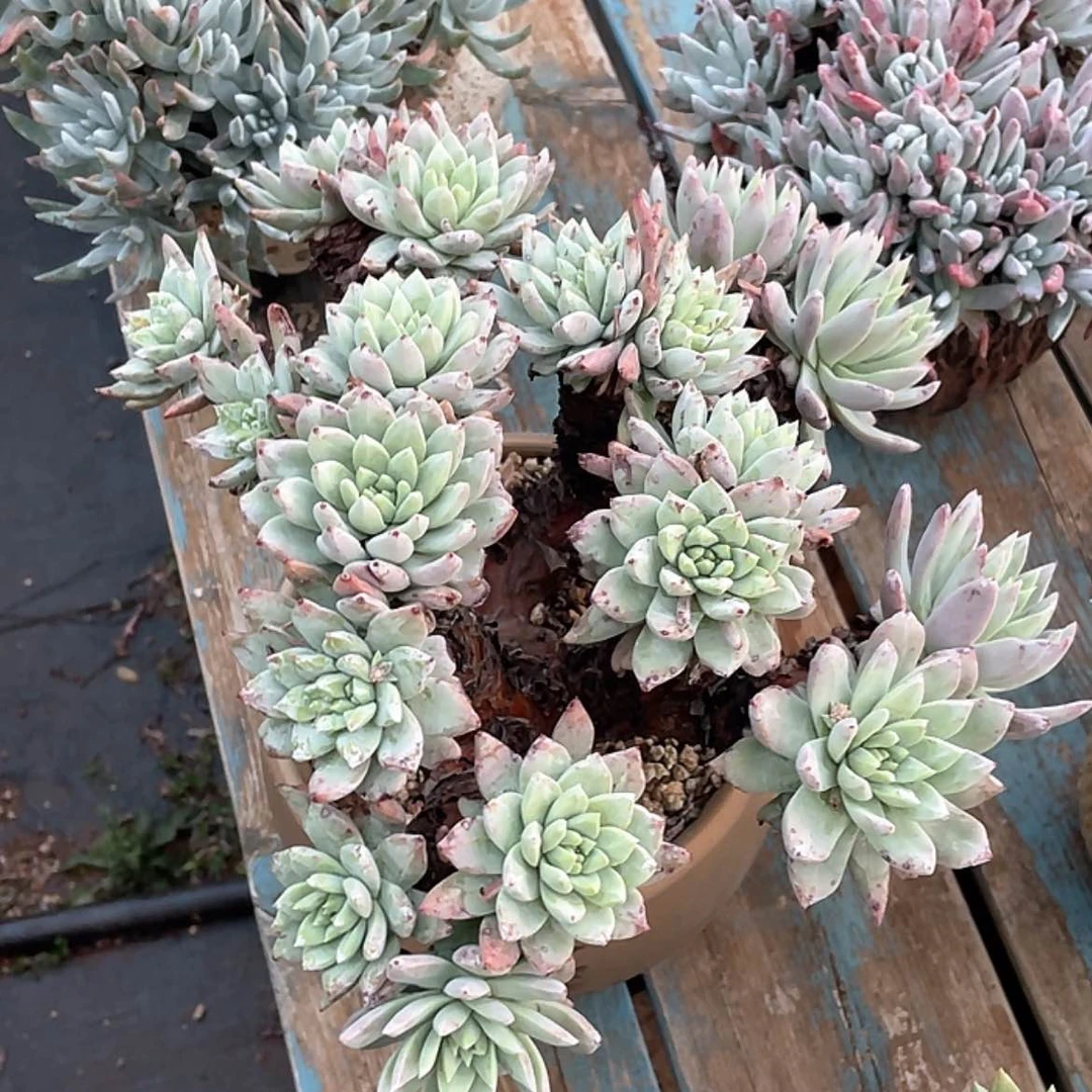 【闪购商品】绿法姆