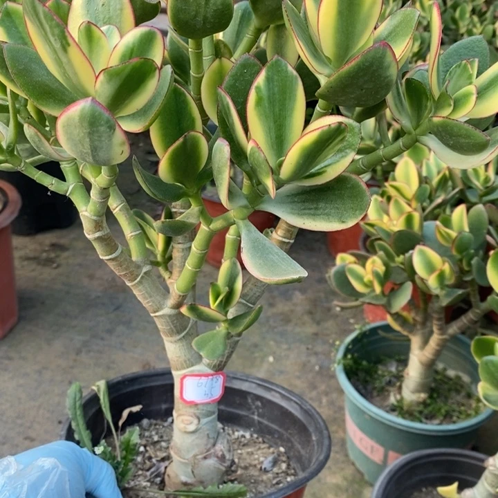 新花月锦一物一拍