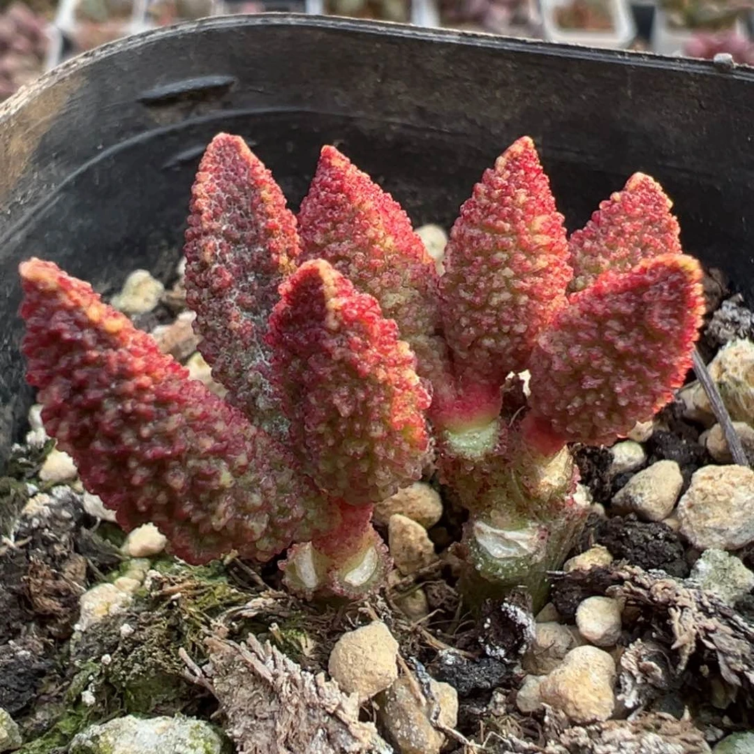 实生新品双头纯木质桩多肉植物