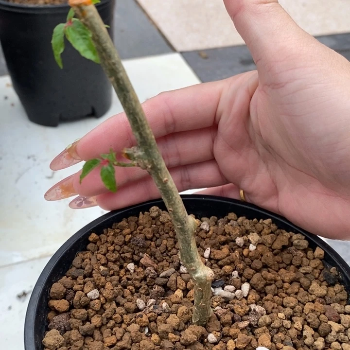 馋*猫佩维没药扦插带盆