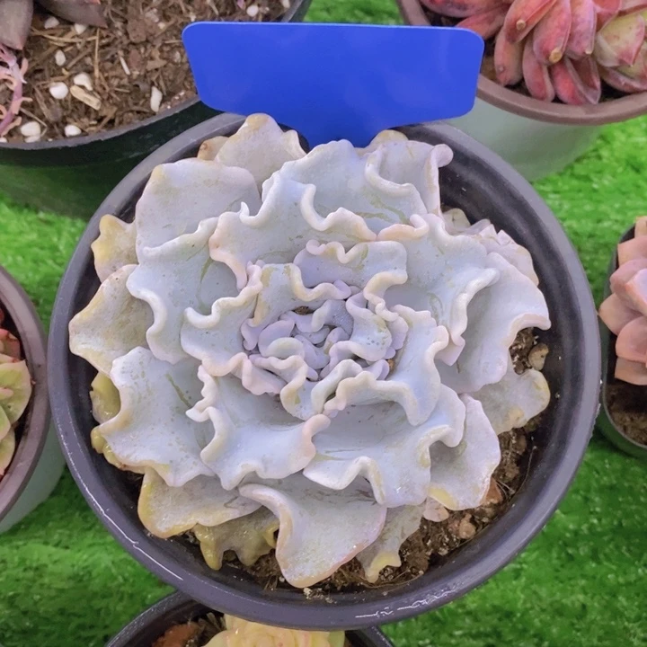 ～****～多肉植物，开心多肉