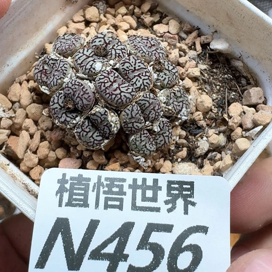 多肉植物的润泽的润泽出