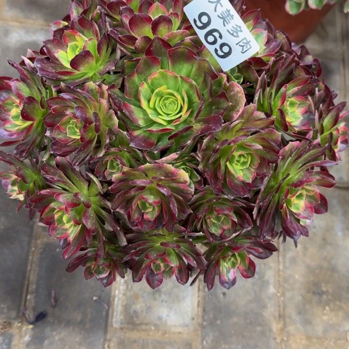 雯*安娜捧花969肉肉