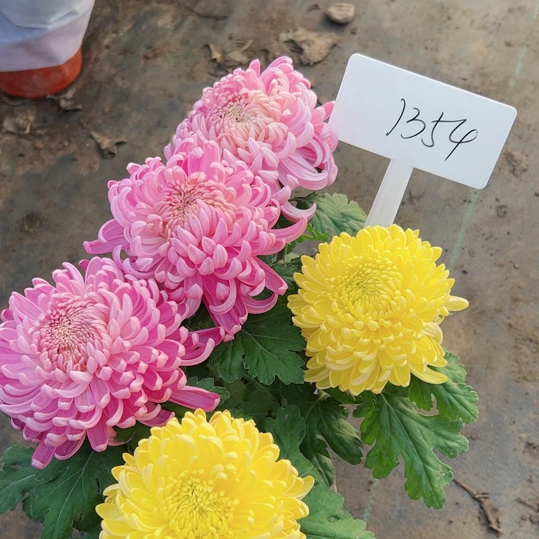 完全开放双色1354