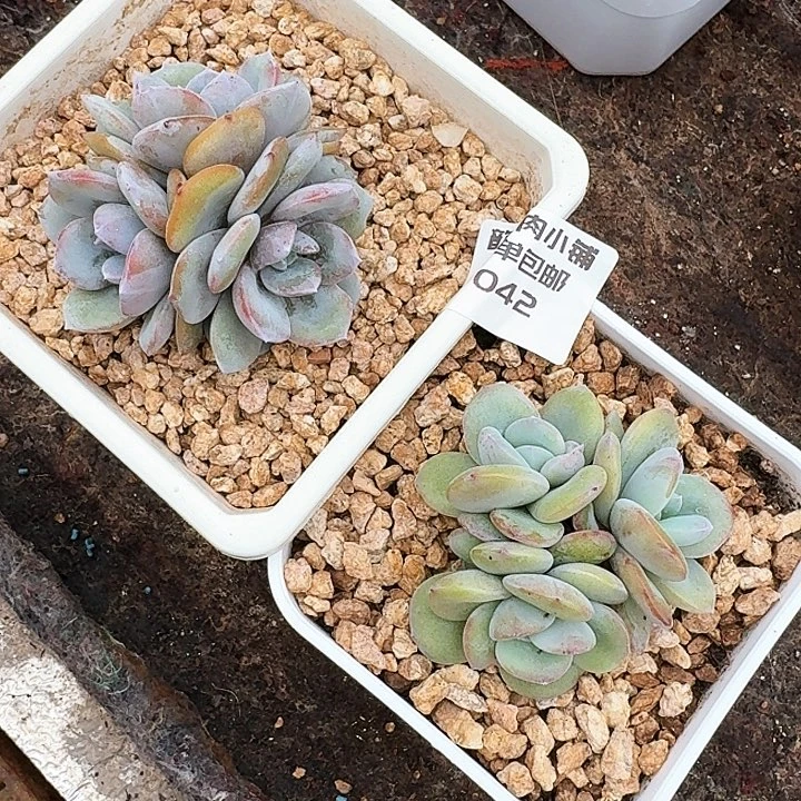 金**王多肉植物奶茶三头两颗042