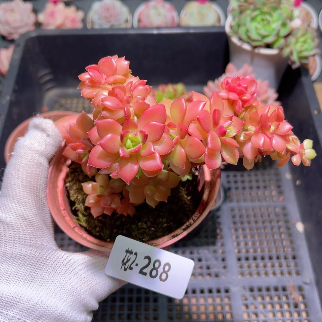 花02-288蒂亚缀化